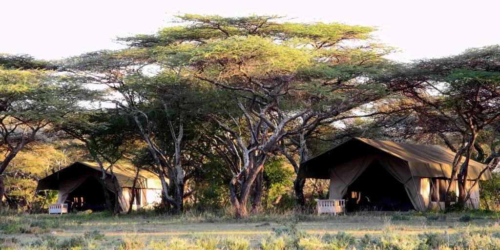Best Camps for Witnessing the Great Migration