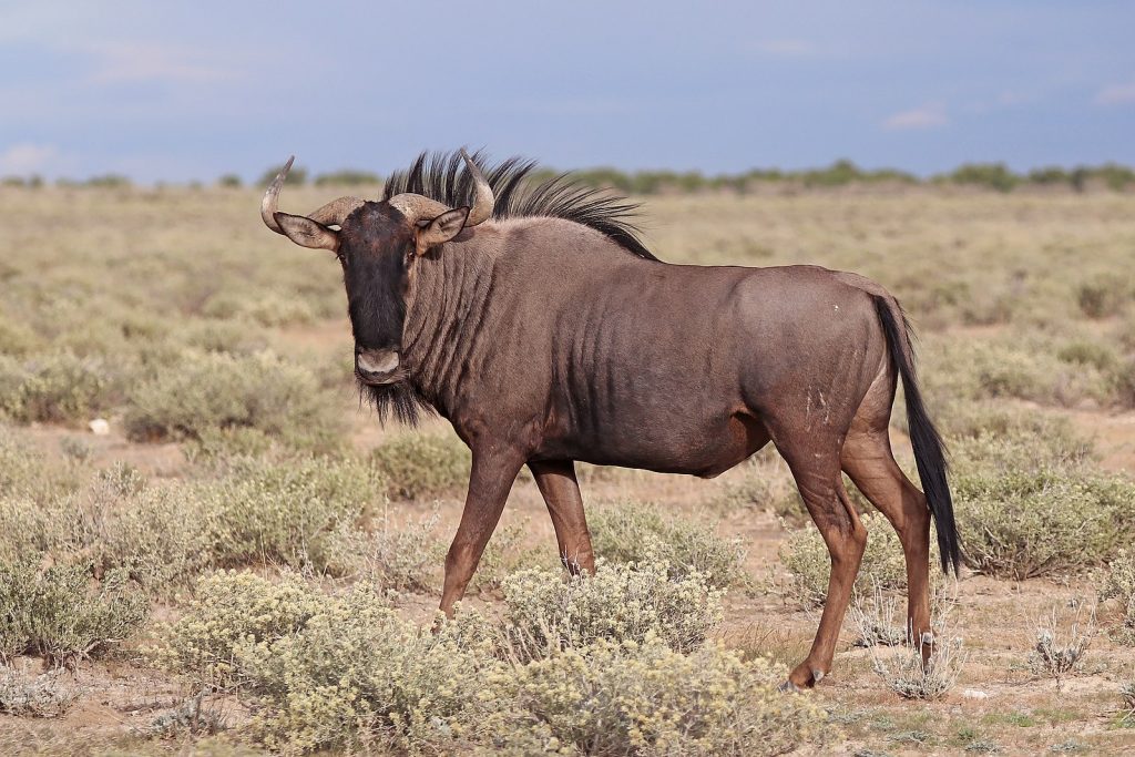 Different Species of Wildebeests