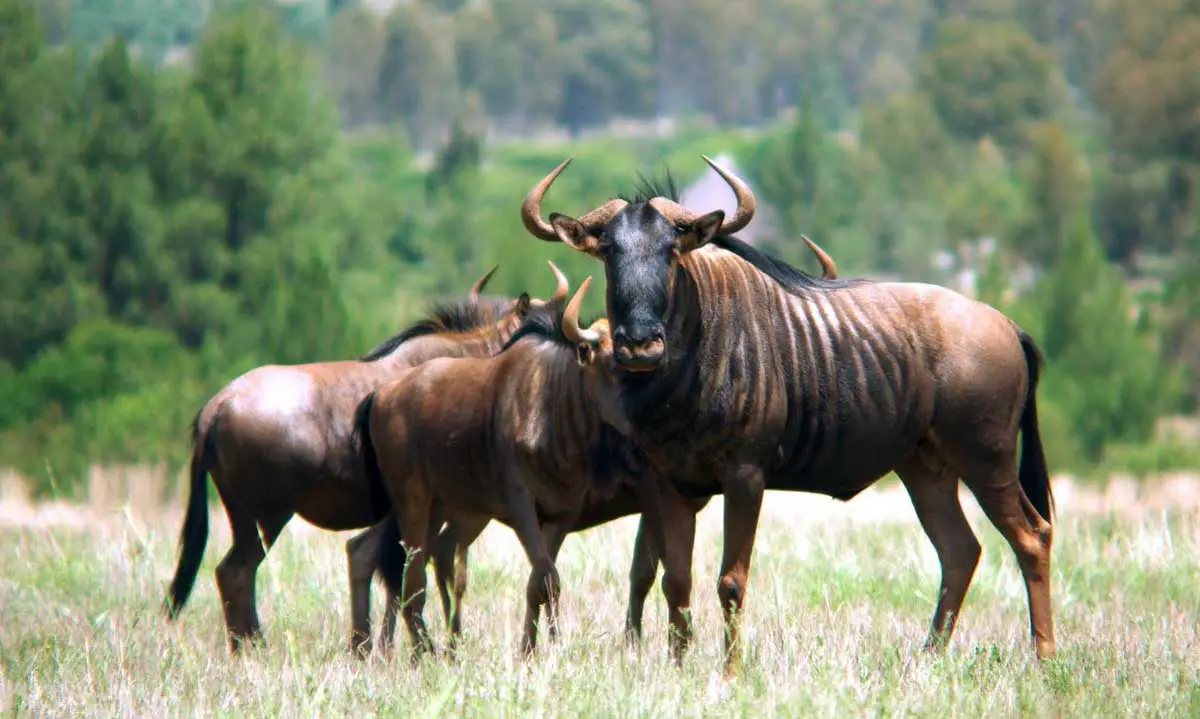 Different Species of Wildebeests
