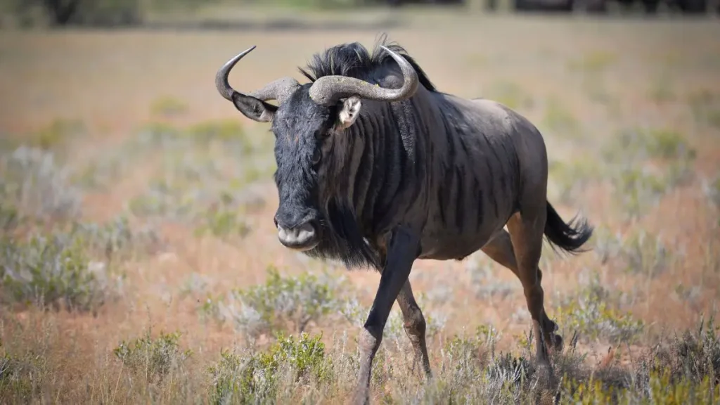 Different Species of Wildebeests