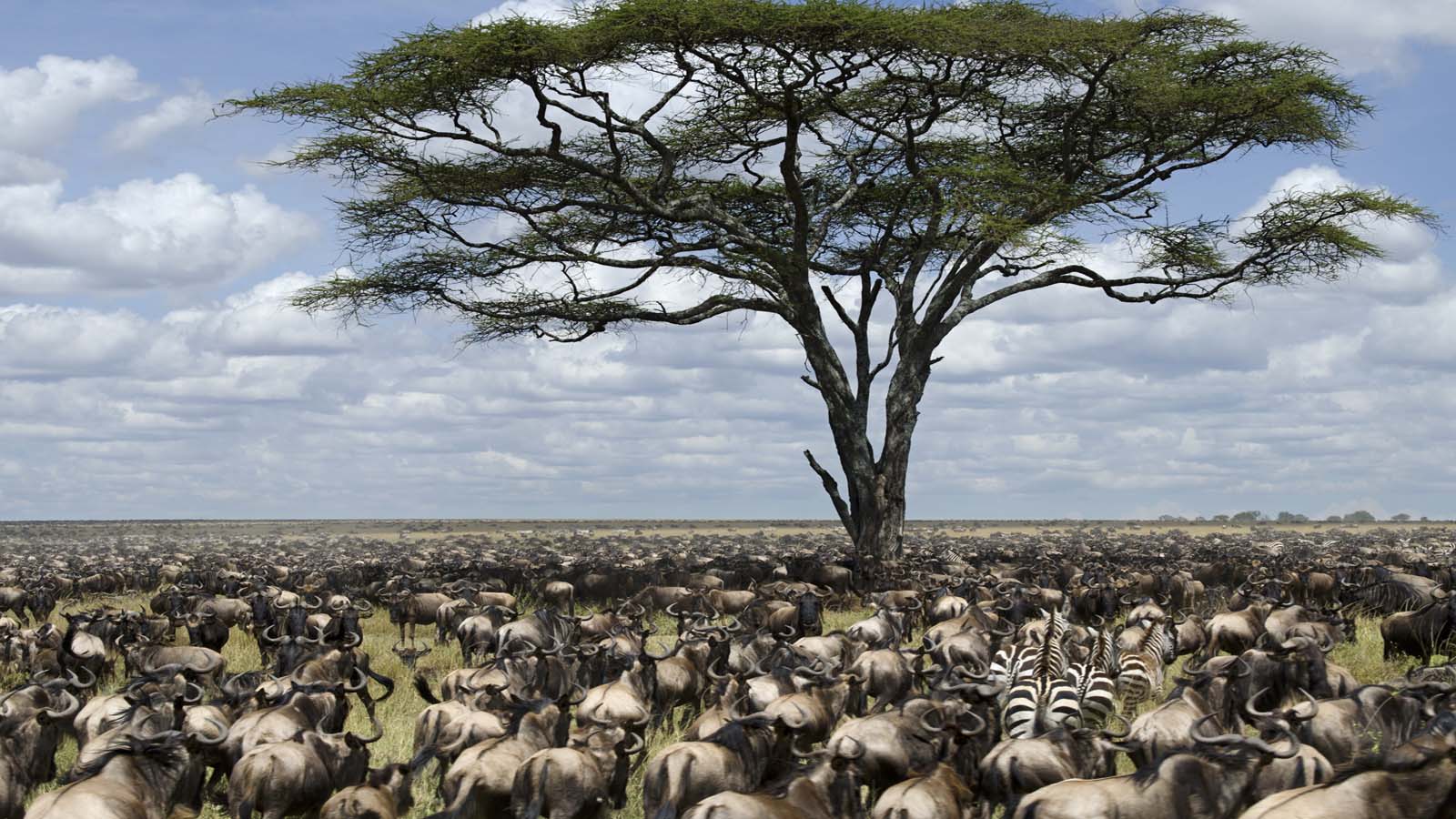 The Wildebeest Shift Begins