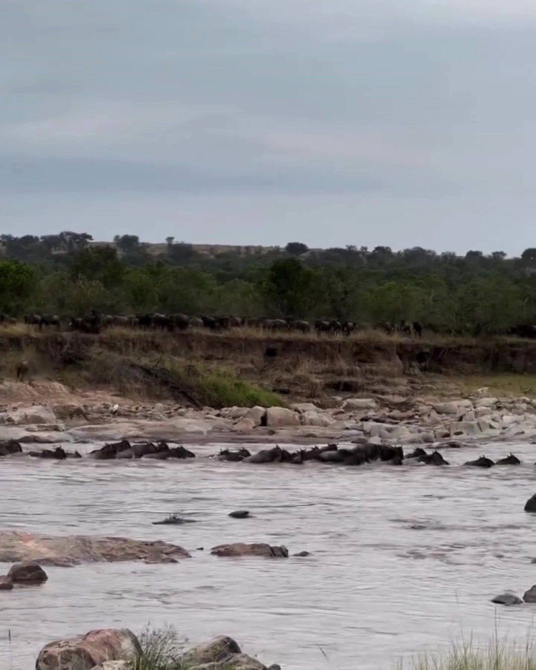 First Mara River Crossing