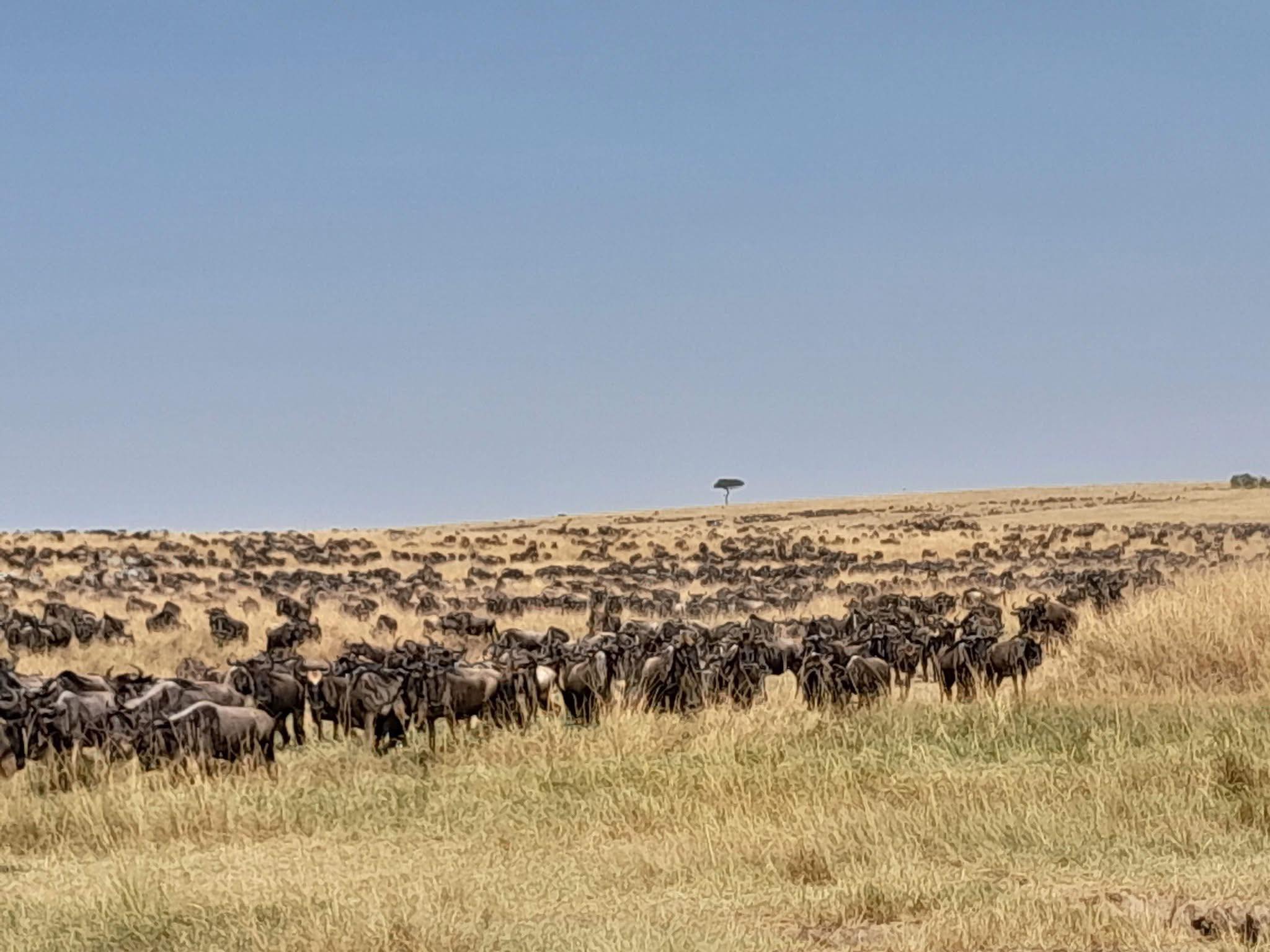 Currently A big herd is entering Masai Mara
