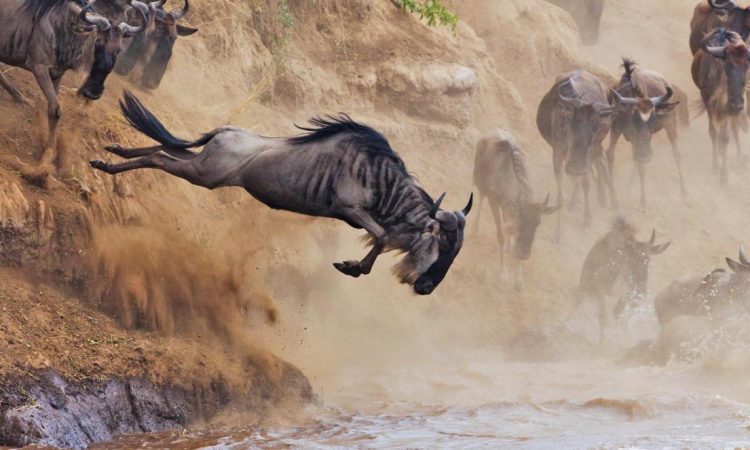 Masai Mara National Reserve - Wildebeest Migration - Wildebeest Sightings