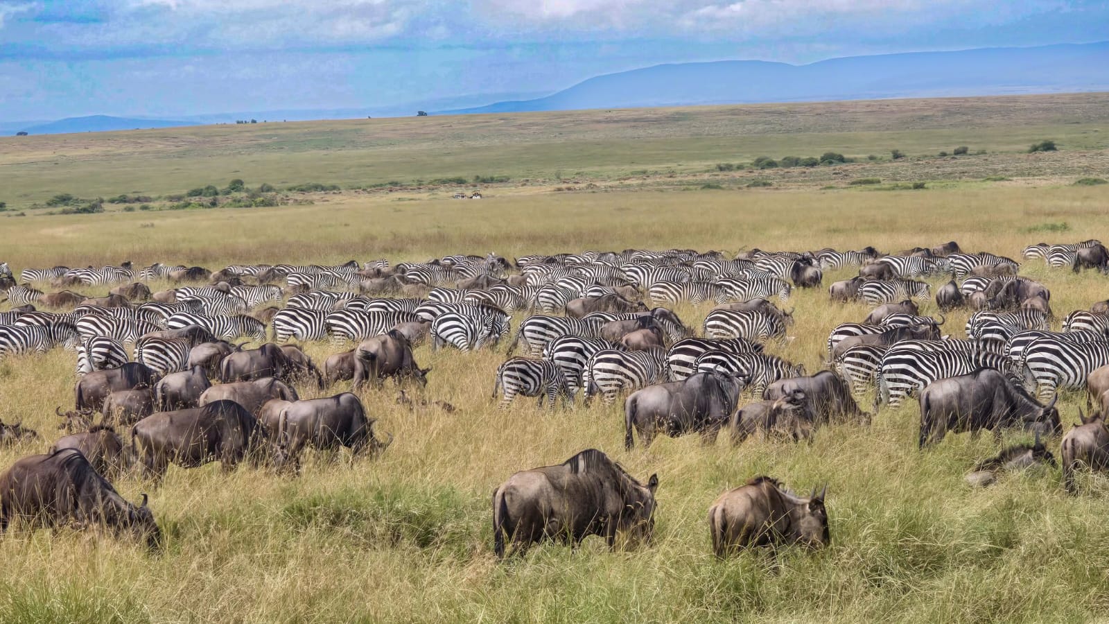 Wildebeest Crossings Ongoing at Sand River