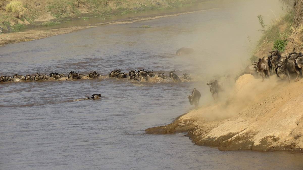 Herds Coming in From Serengeti into Mara via Sand River