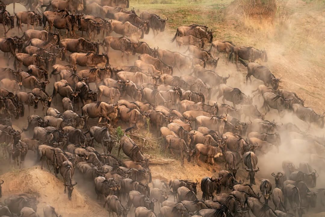 Wildebeest Herd Returning Toward the Serengeti
