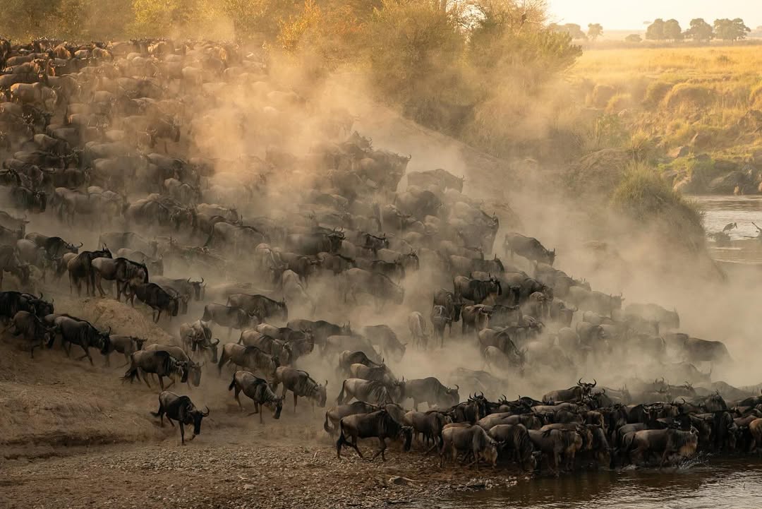 Large Herds still Crossing the Mara River