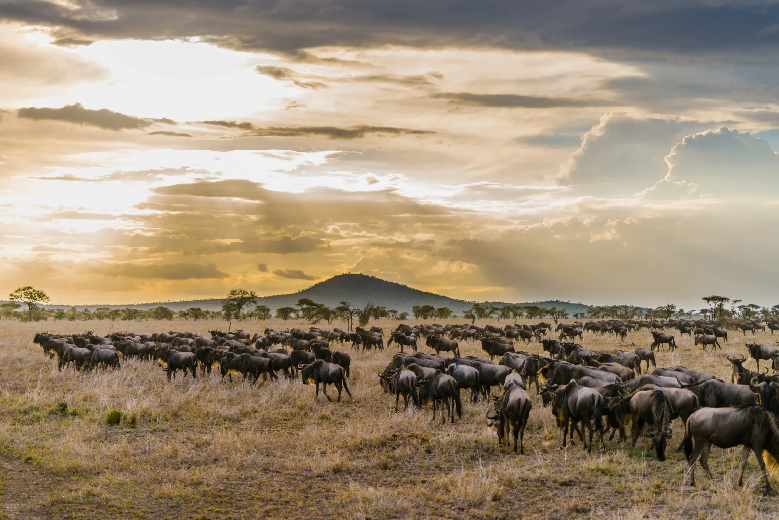 Serengeti Wildebeest Migration in December