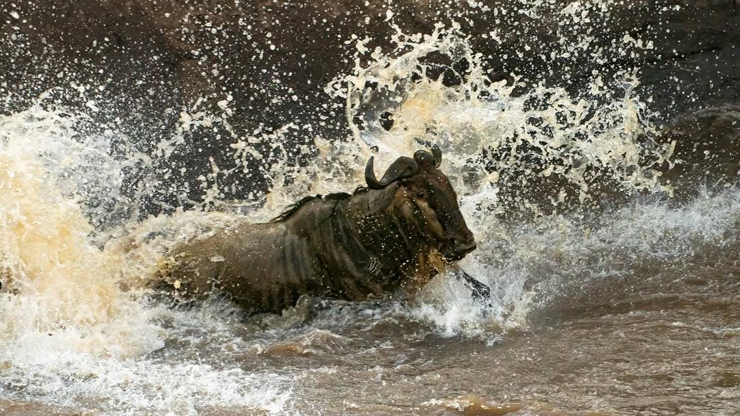 Mara River Crossing No. 10