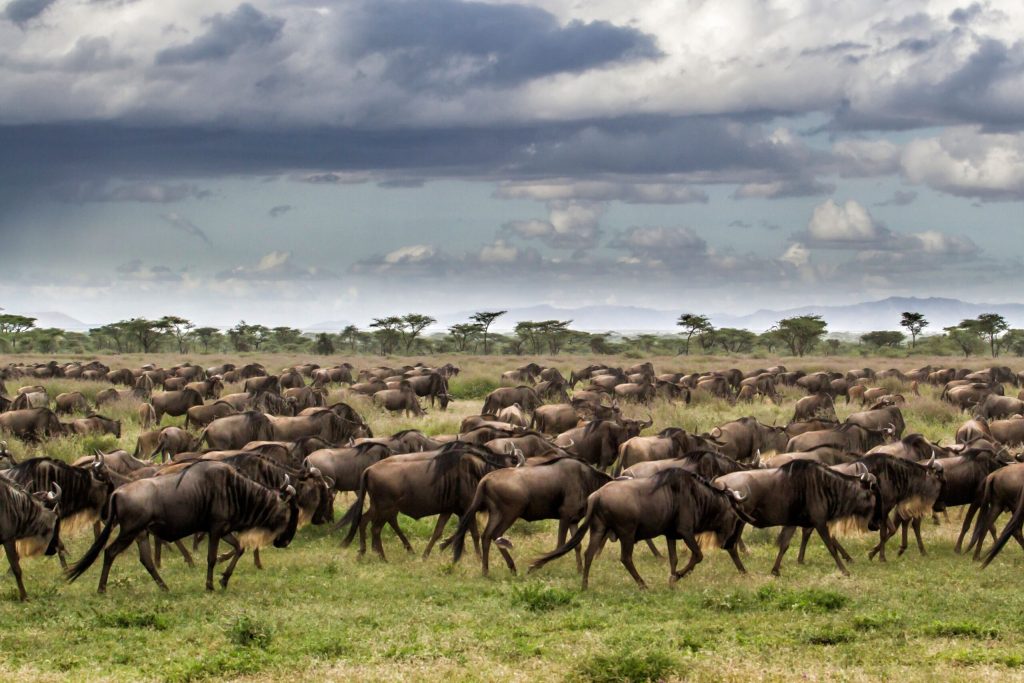 Serengeti Wildebeest Migration in January - Wildebeest Sightings