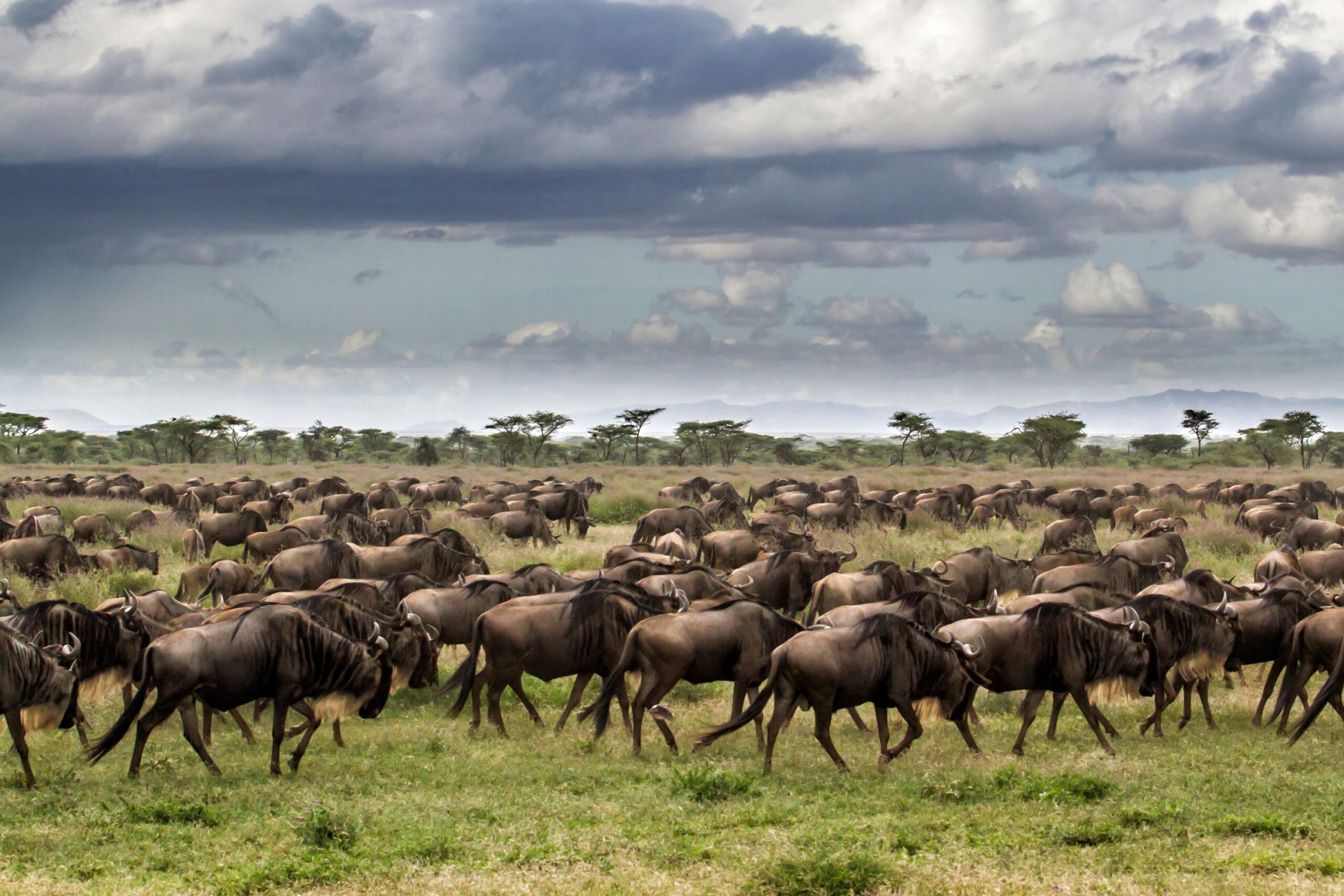 Serengeti Wildebeest Migration in January - Wildebeest Sightings