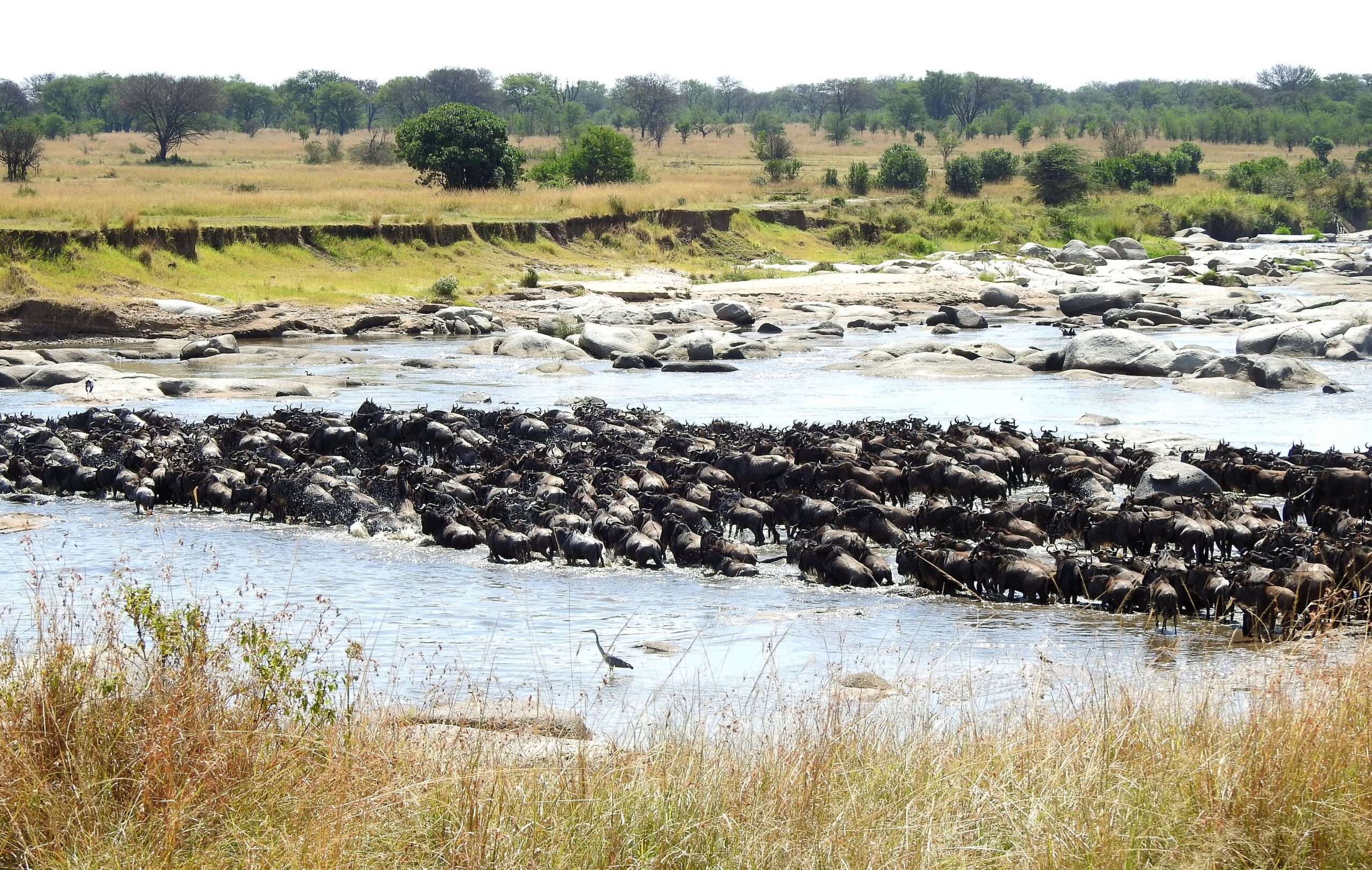 More Wildebeest Crossings at Mara River