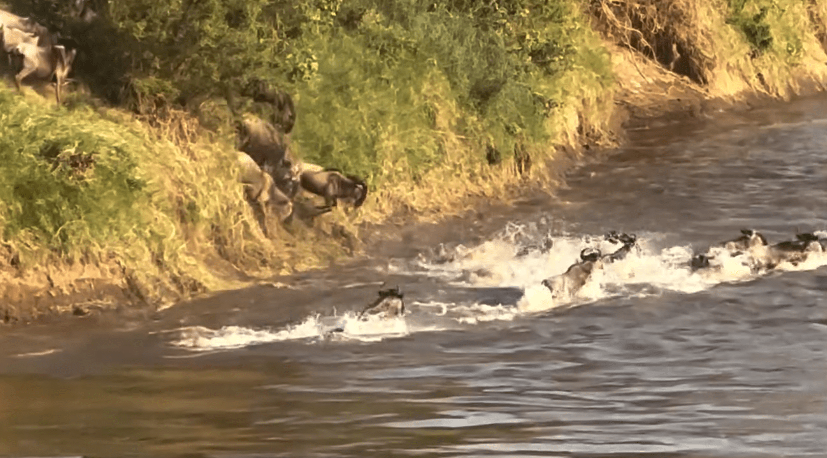 Wildebeest Migration Crossings - Wildebeest Crossings