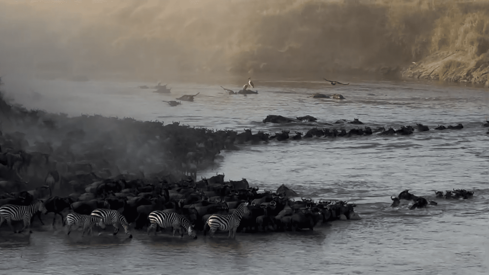 Wildebeest Migration Crossings - Wildebeest Crossings