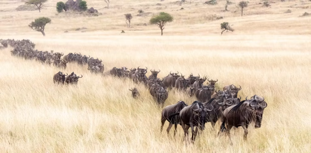 Serengeti Wildebeest Migration in December