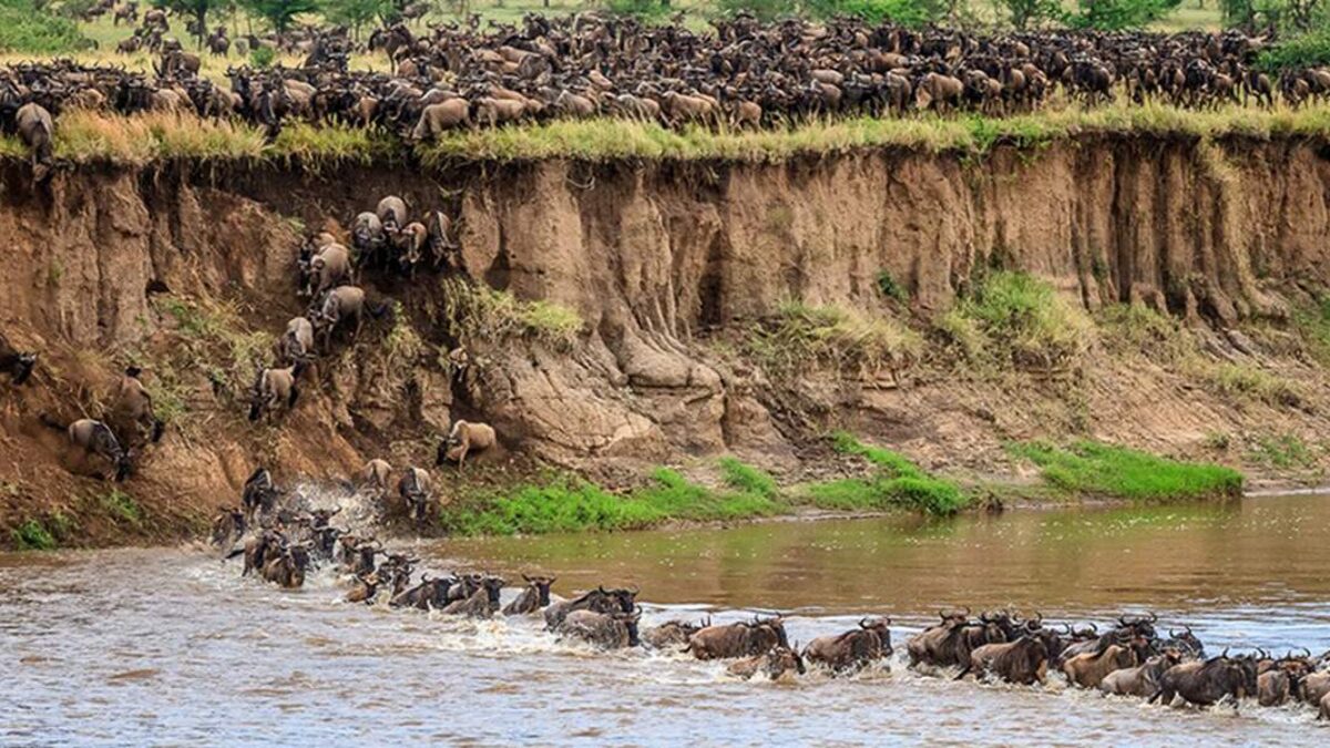 Masai Mara Wildebeest Migration Crossings - Wildebeest Crossings