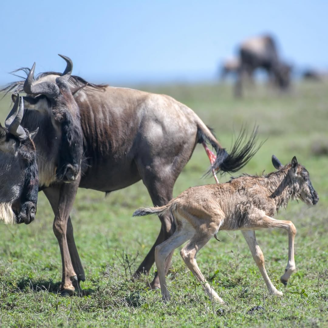 Calving Season Begins