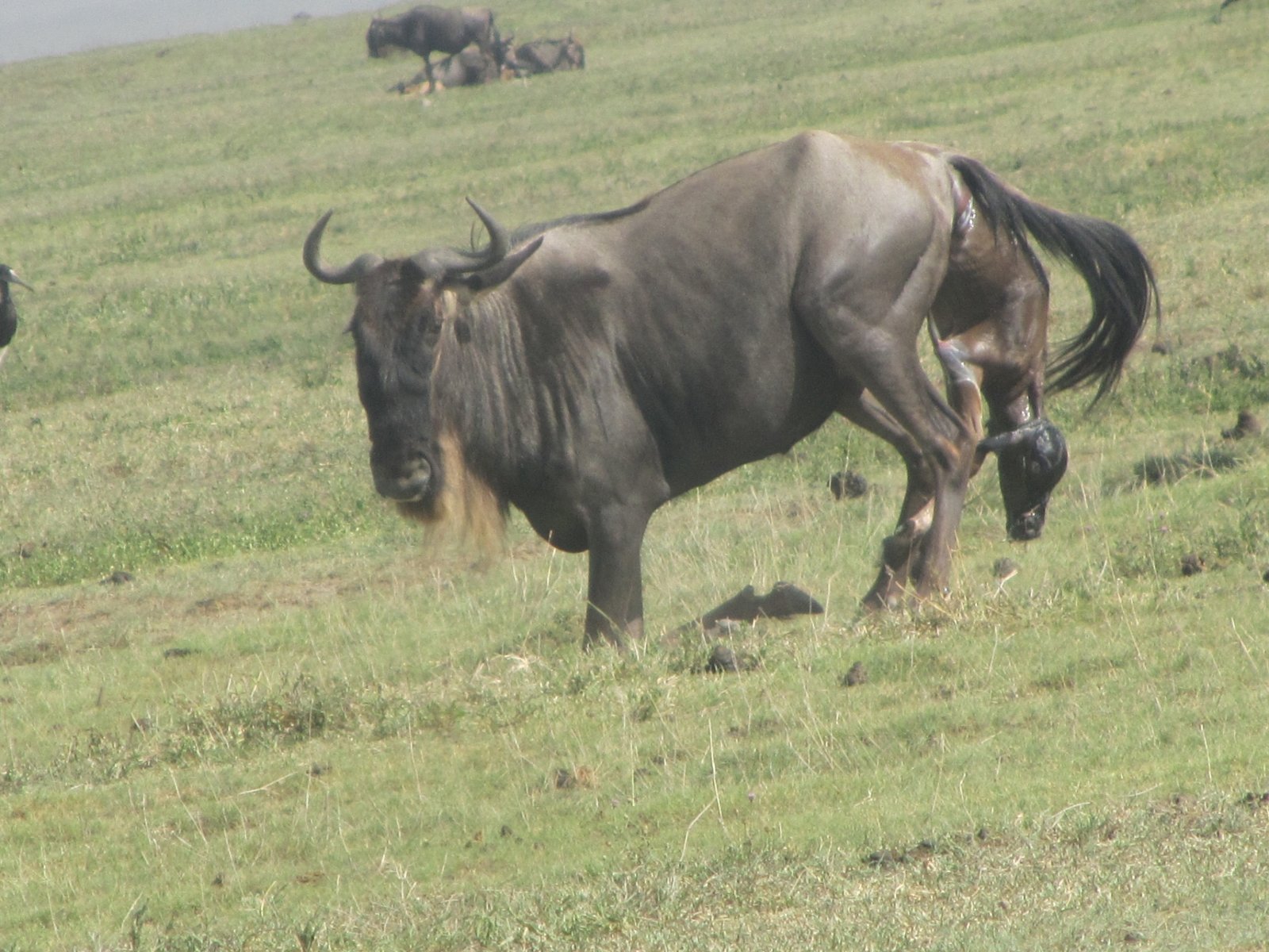 New Wildebeest Birth Recorded in Southern Serengeti