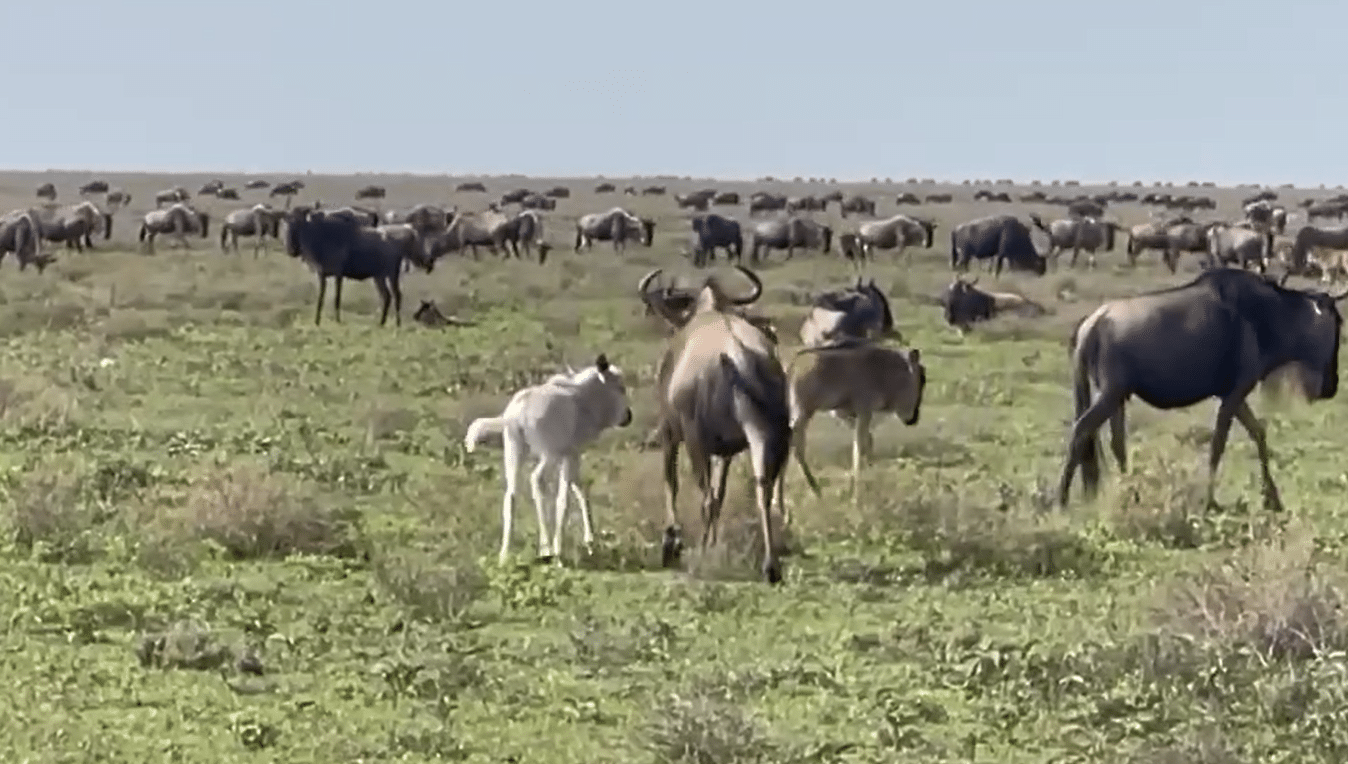 Rare Pale Wildebeest Calf Spotted in Ndutu