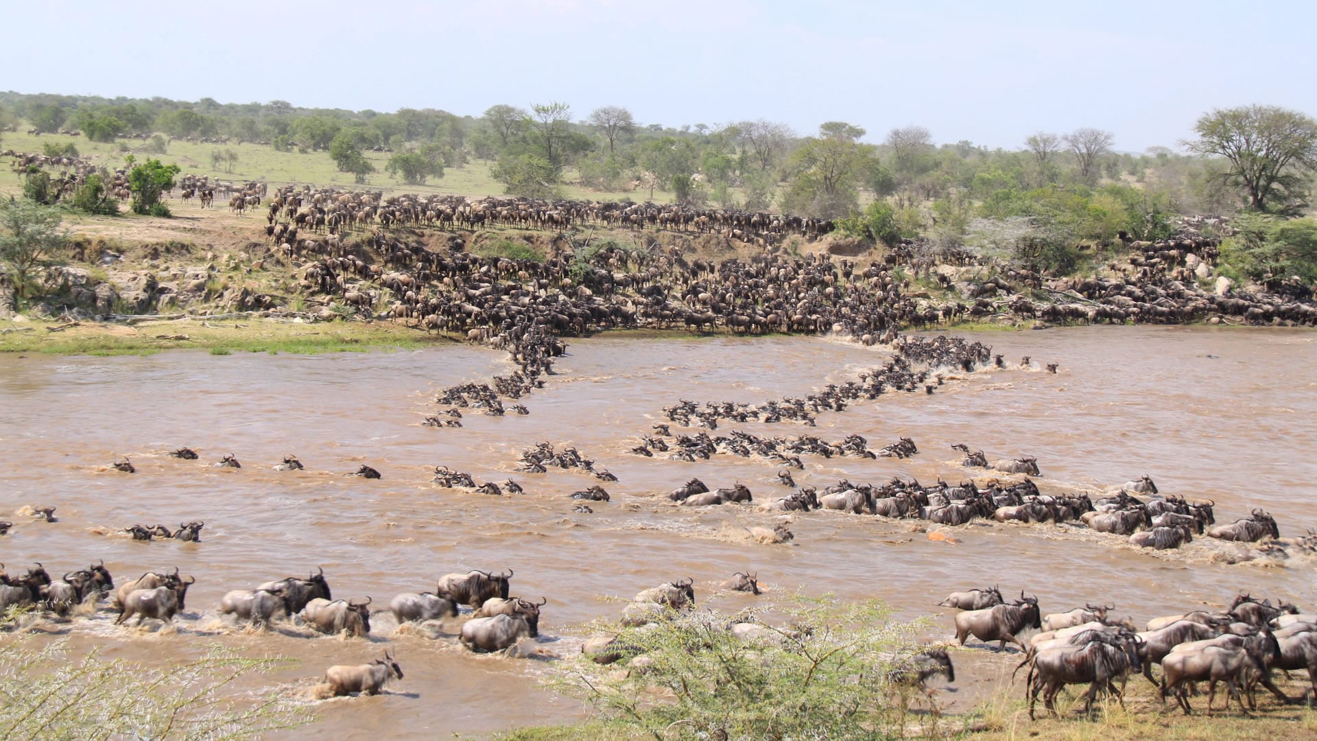 Tanzania Wildebeest Safaris - Serengeti Wildebeest Migration - Wildebeest Sightings