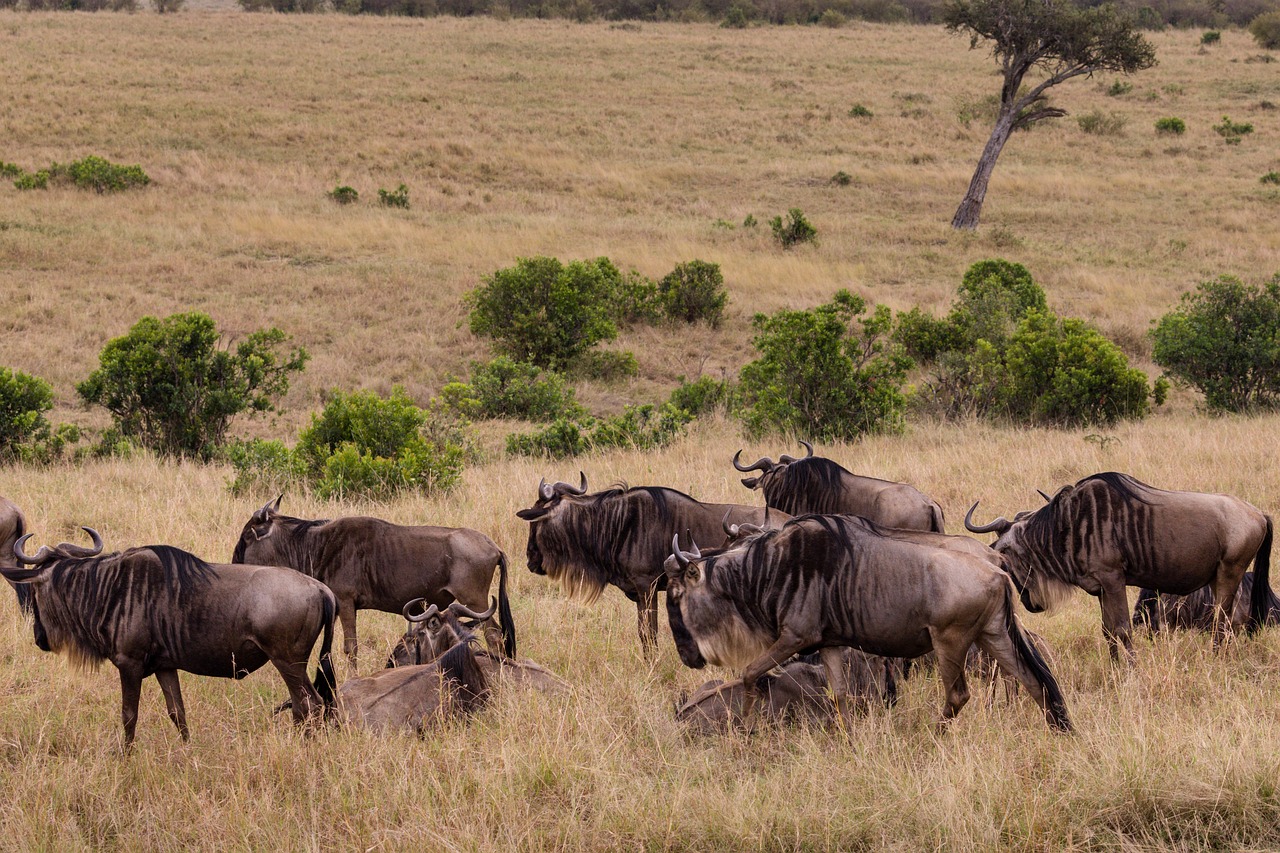 Tanzania Wildebeest Safaris - Wildebeest Migration - Wildebeest Sightings