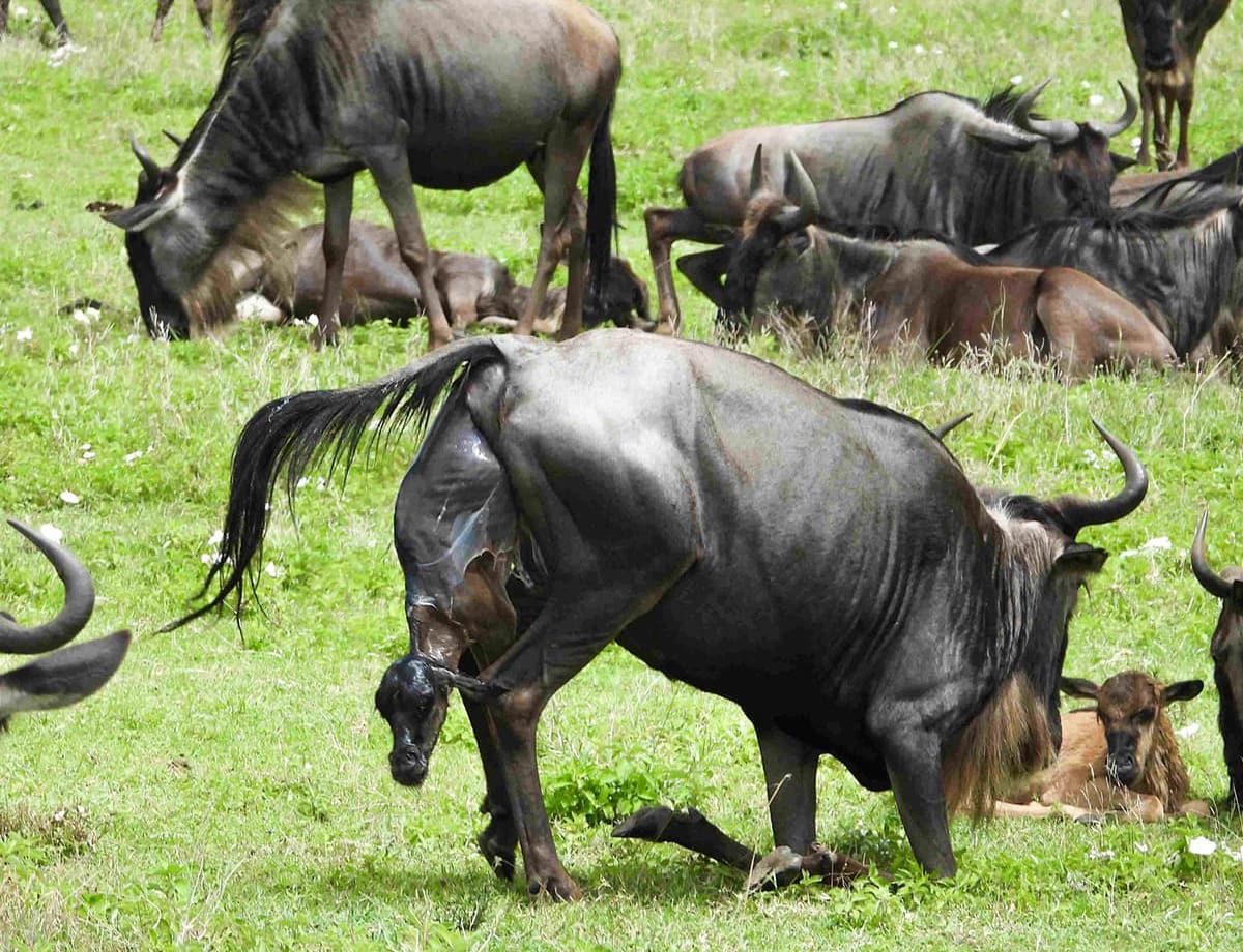 Calving Season in Southern Serengeti