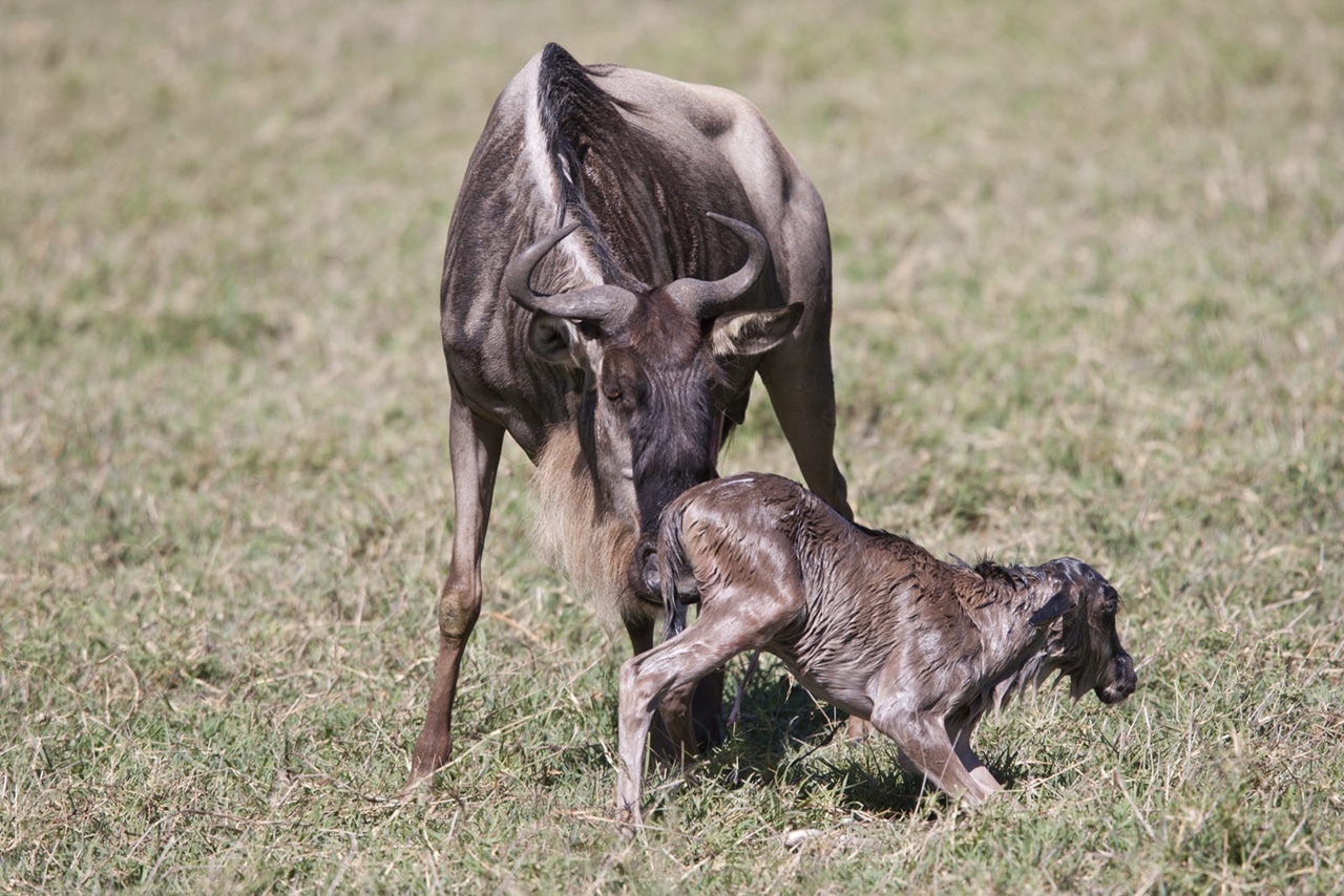 Calf Spotted in Ndutu