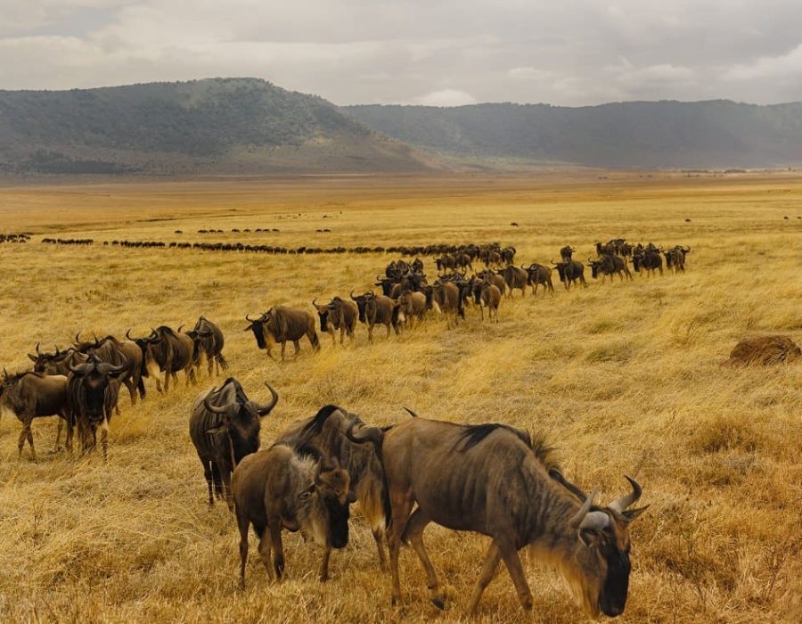 The Wildebeest Migration in September