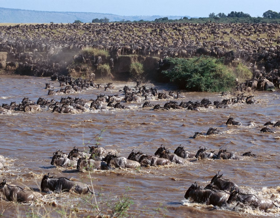 Wildebeest Migration Crossings - Wildebeest Crossings