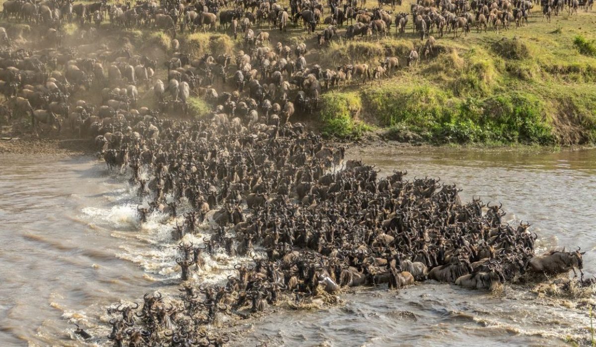 Wildebeest Migration in Kenya and Tanzania - Wildebeest Calving Season - Wildebeest Migration Safaris - Wildebeest Migration Crossings - Wildebeest Sightings