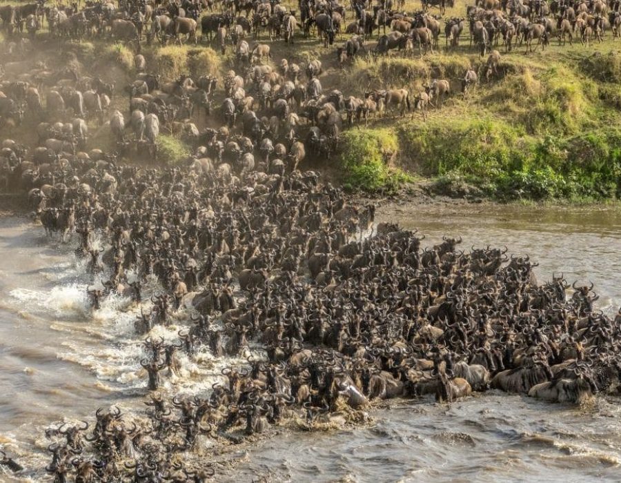 Wildebeest Migration in Kenya and Tanzania - Wildebeest Calving Season - Wildebeest Migration Safaris - Wildebeest Migration Crossings - Wildebeest Sightings