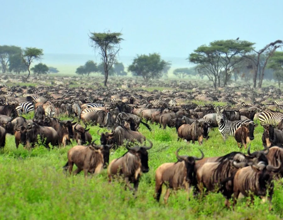 Serengeti Wildebeest Migration in January - Wildebeest Sightings