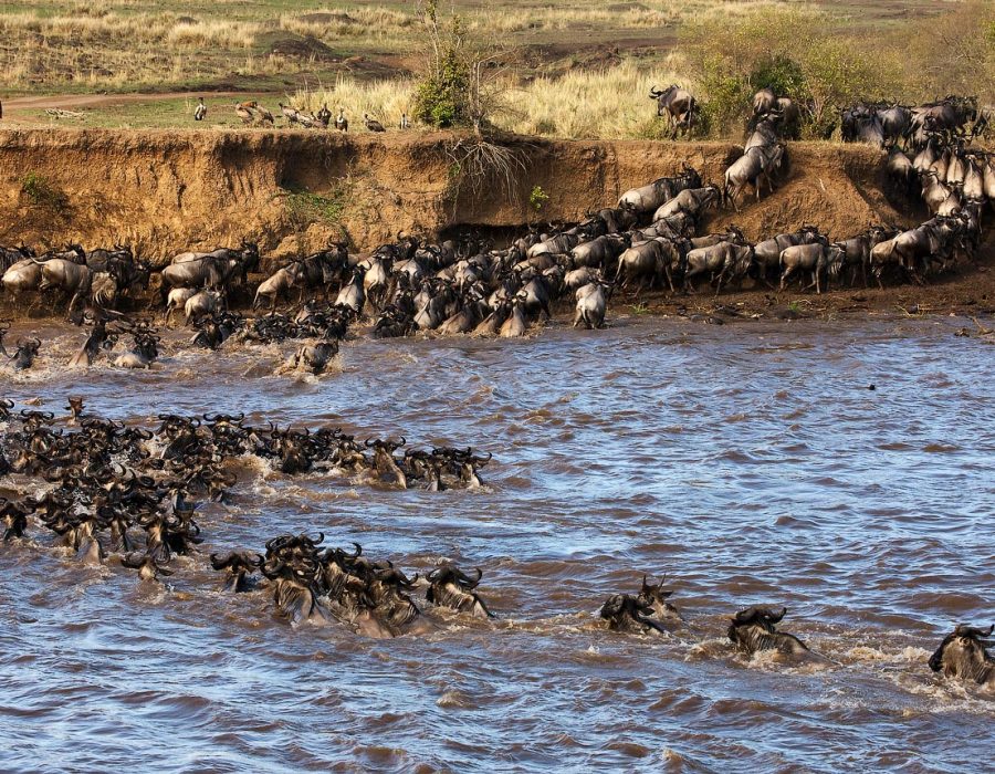Wildebeest Migration Crossings - Wildebeest Crossings