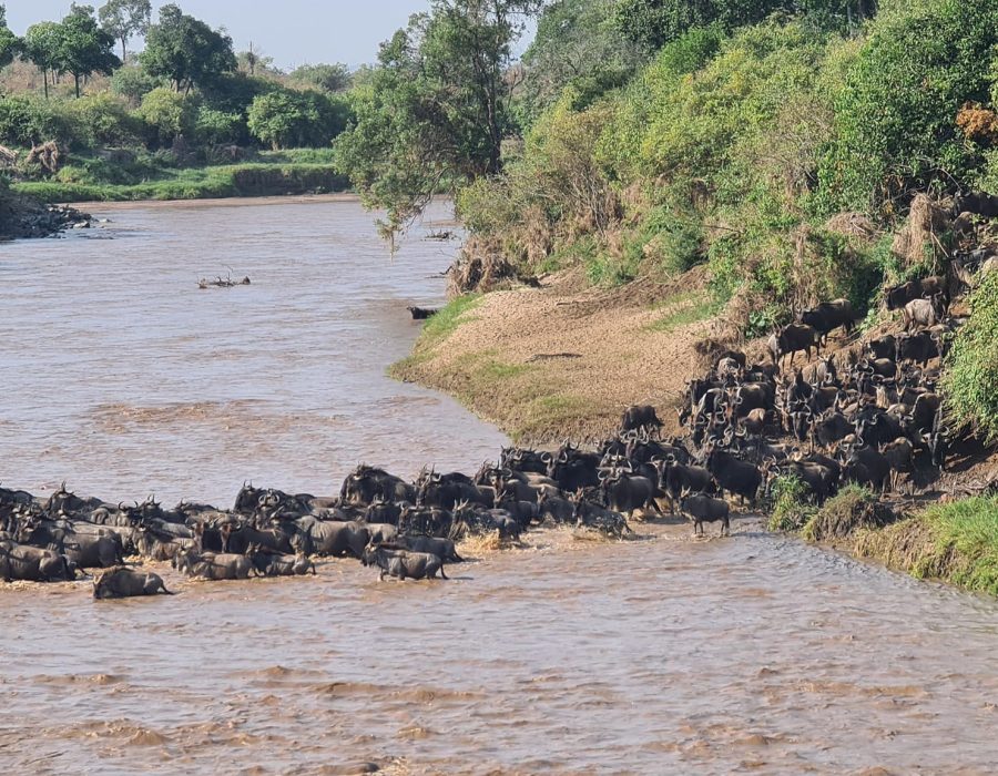 Massive Wildebeest Herds Were Recently Spotted Crossings in Sand River Masai Mara