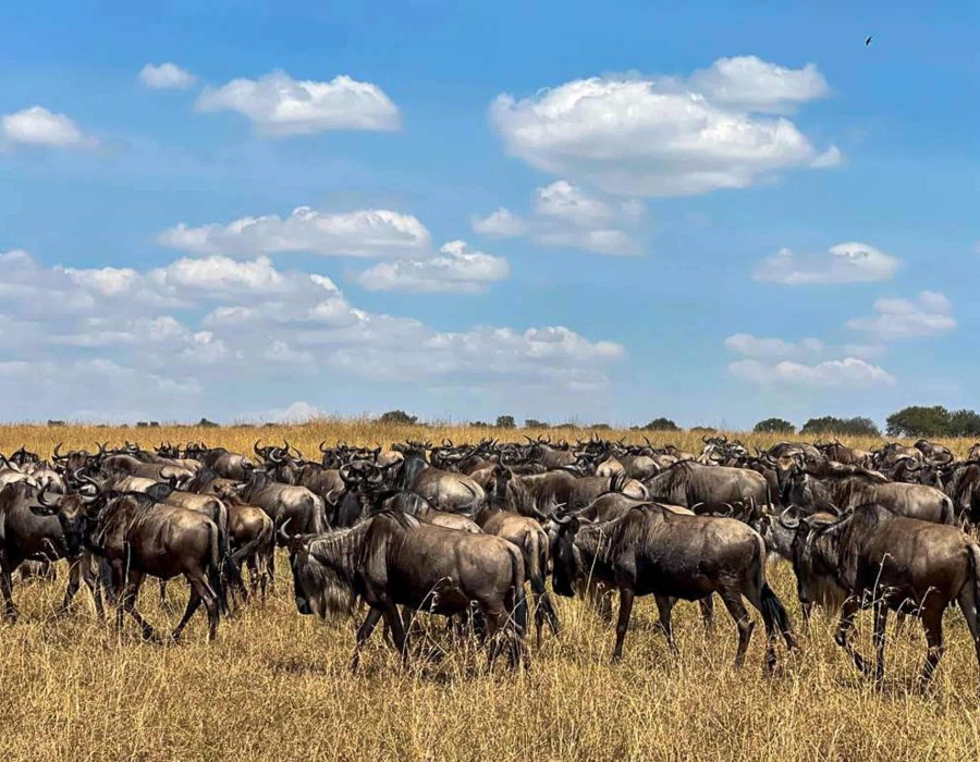 Wildebeest Herd is now currently in Central Serengeti - Wildebeest Migration in April