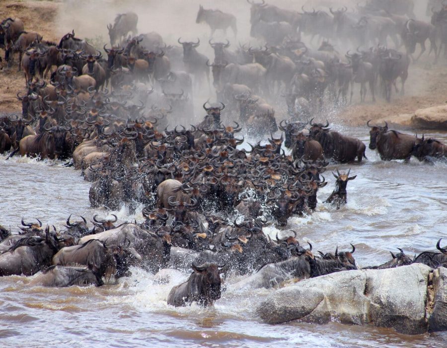 Wildebeest Migration in Kenya and Tanzania - Wildebeest Calving Season - Wildebeest Migration Safaris - Wildebeest Migration Crossings - Wildebeest Sightings