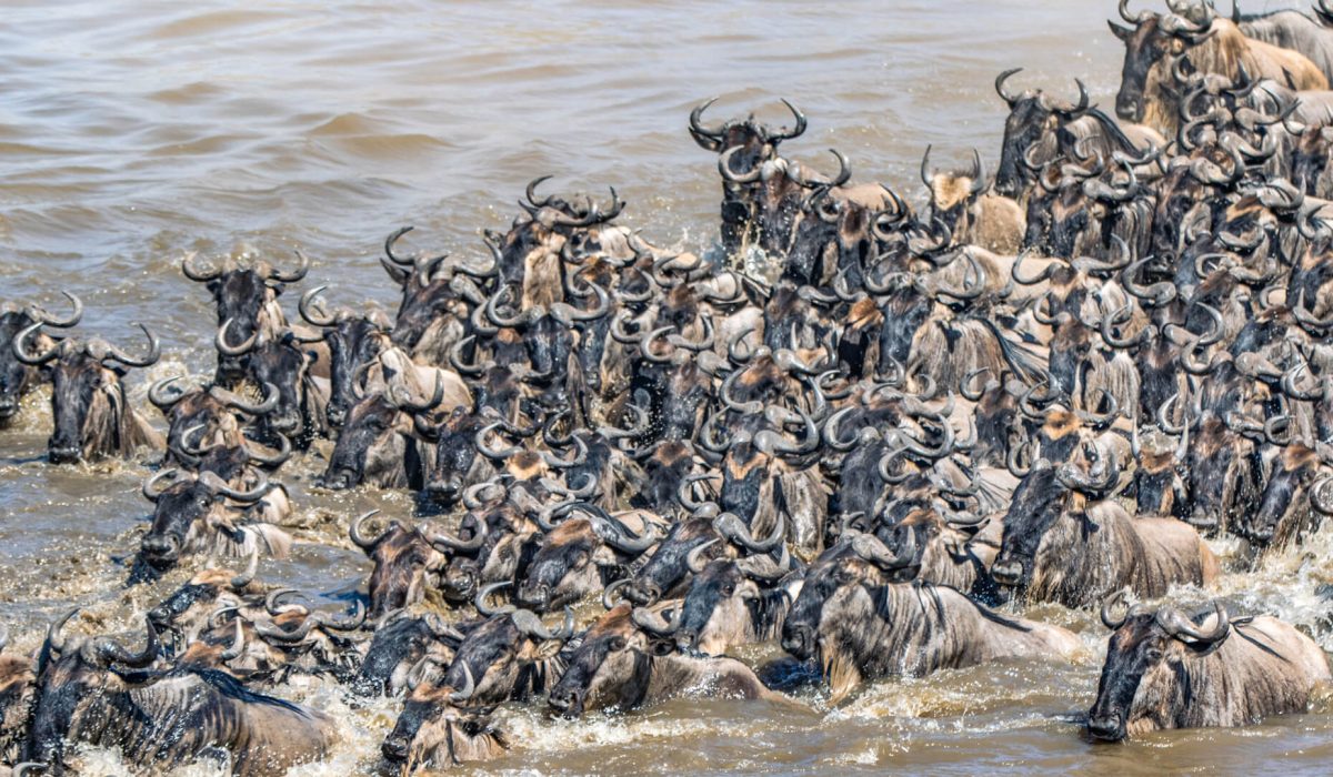 Wildebeests in Masai Mara - Wildebeest Sightings