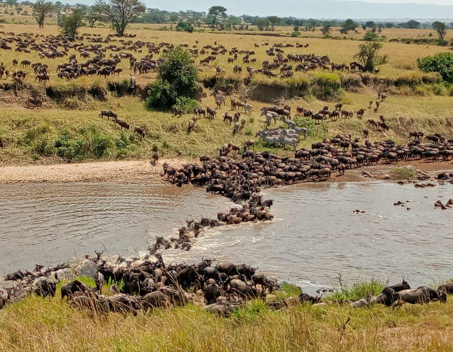 Wildebeest Migration in Kenya and Tanzania - Wildebeest Calving Season - Wildebeest Migration Safaris - Wildebeest Sightings