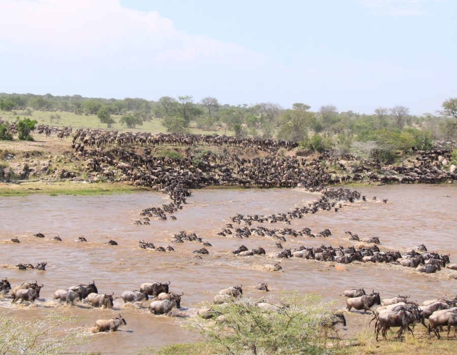 Best Time for Wildebeest Migration - All About Wildebeest Migration - Serengeti and Masai Mara Migration - Month By Month Wildebeest Guide