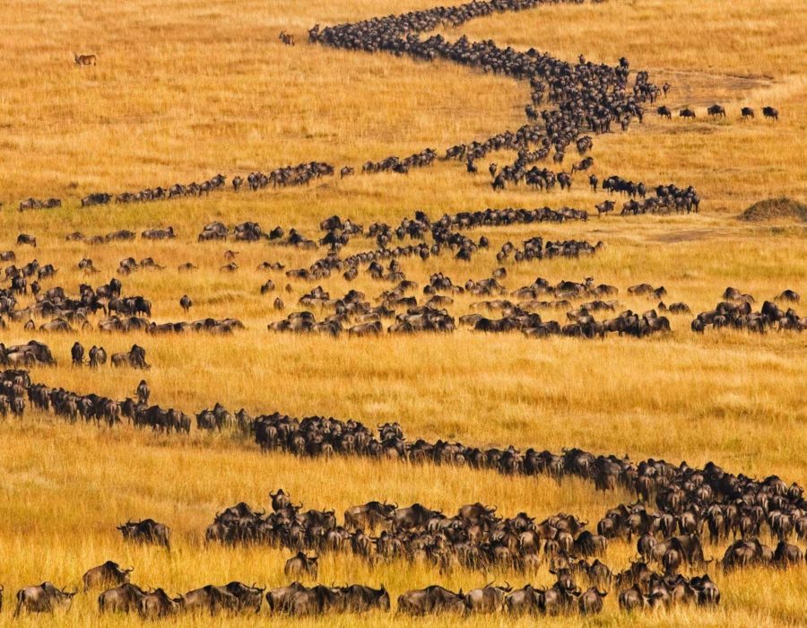 Serengeti Wildebeest Migration in December