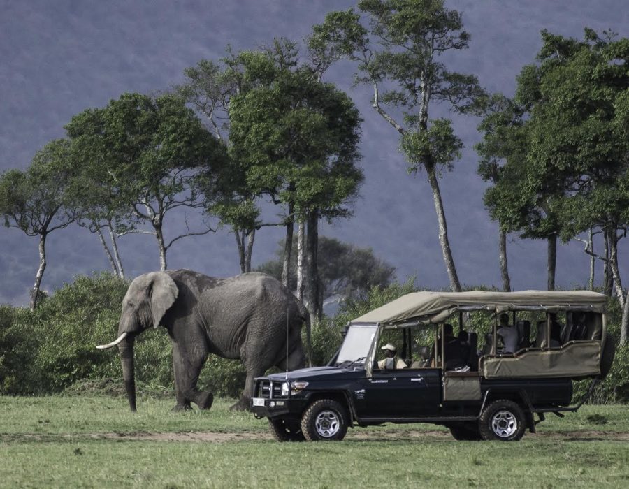 Kenya safaris in January to March - Best time to visit Kenya - Wildebeest Sightings