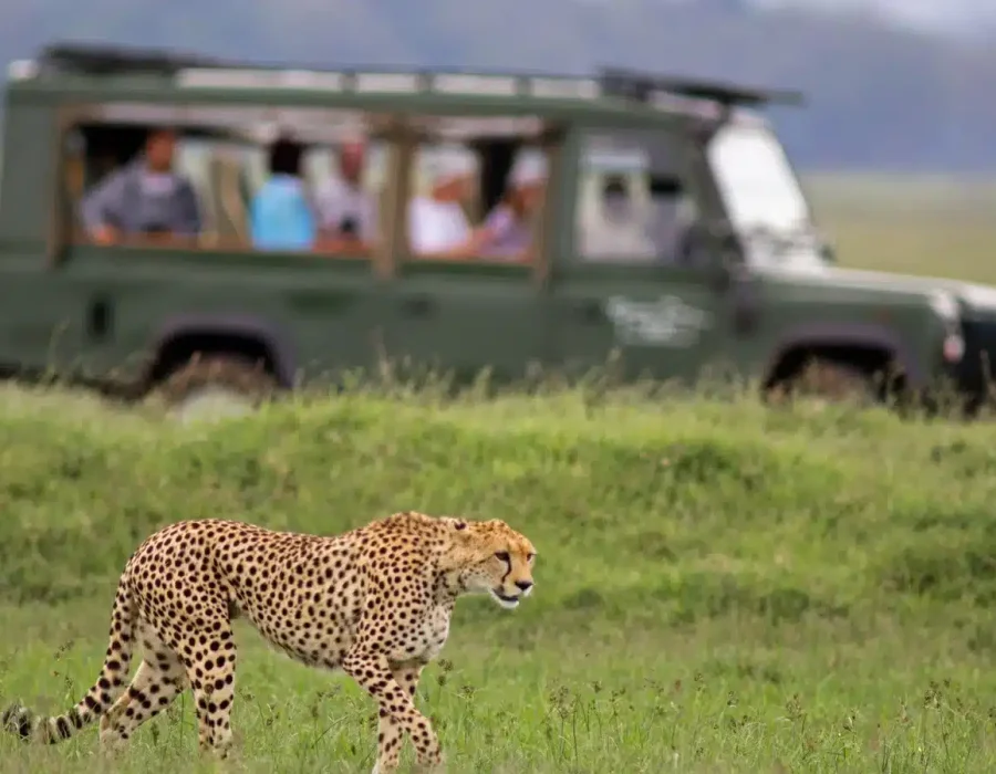 Kenya safaris in January to March - Best time to visit Kenya - Wildebeest Sightings
