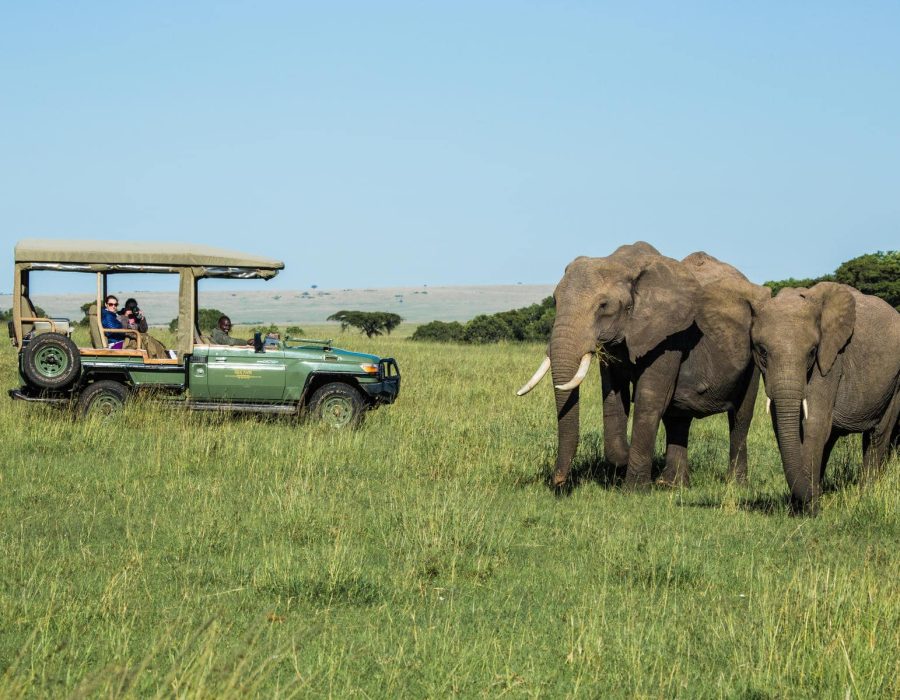 Kenya safaris in January to March - Best time to visit Kenya - Wildebeest Sightings