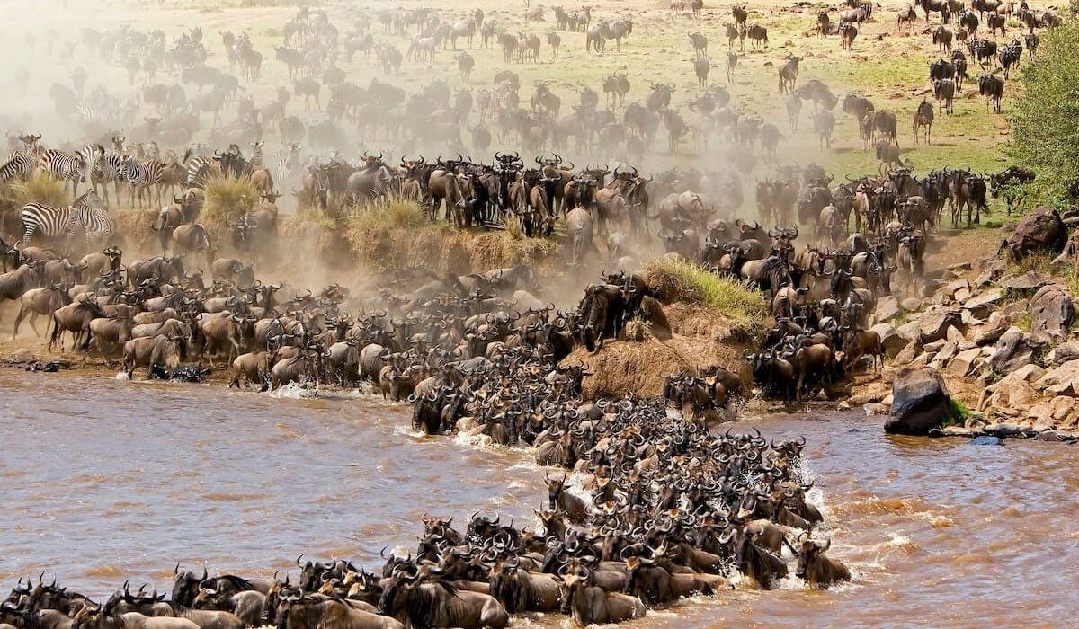 The Wildebeest Migration in September