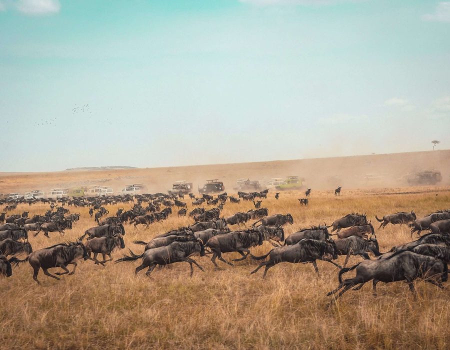 The Wildebeest Migration in October