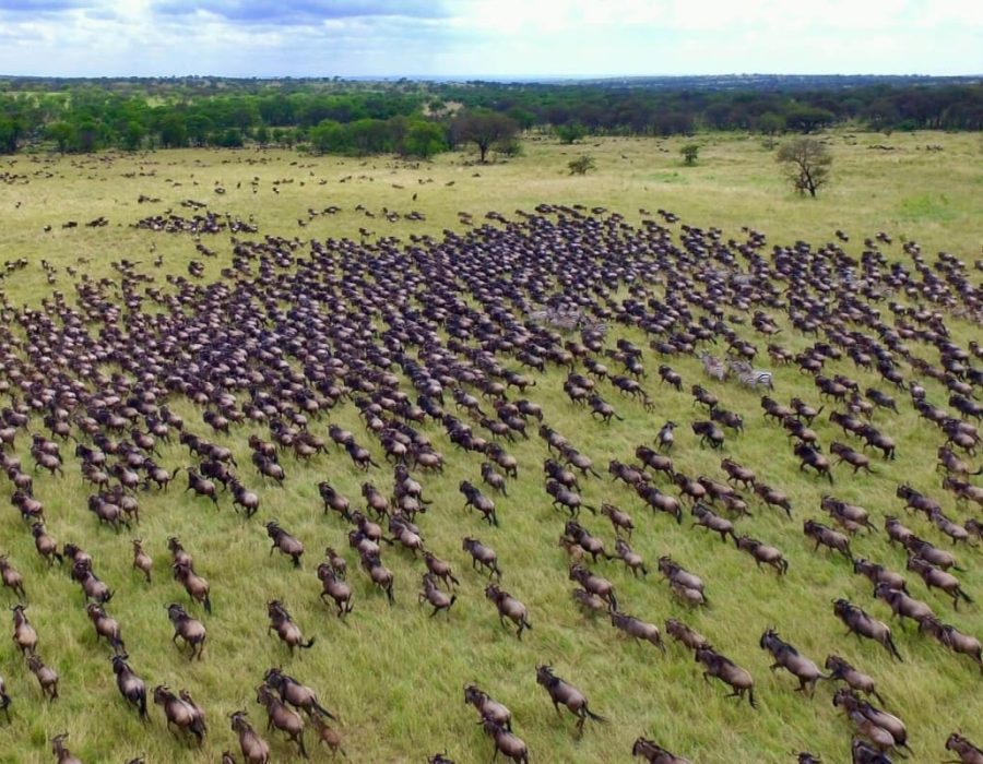 Serengeti Wildebeest Migration - Wildebeest Crossings in July
