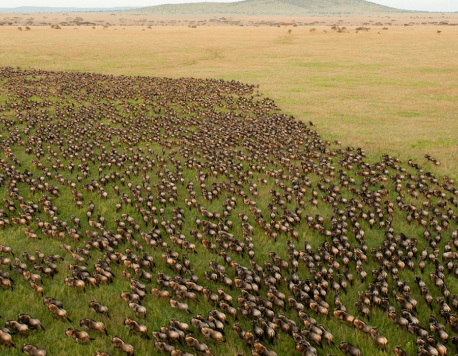 Serengeti Wildebeest Migration in June