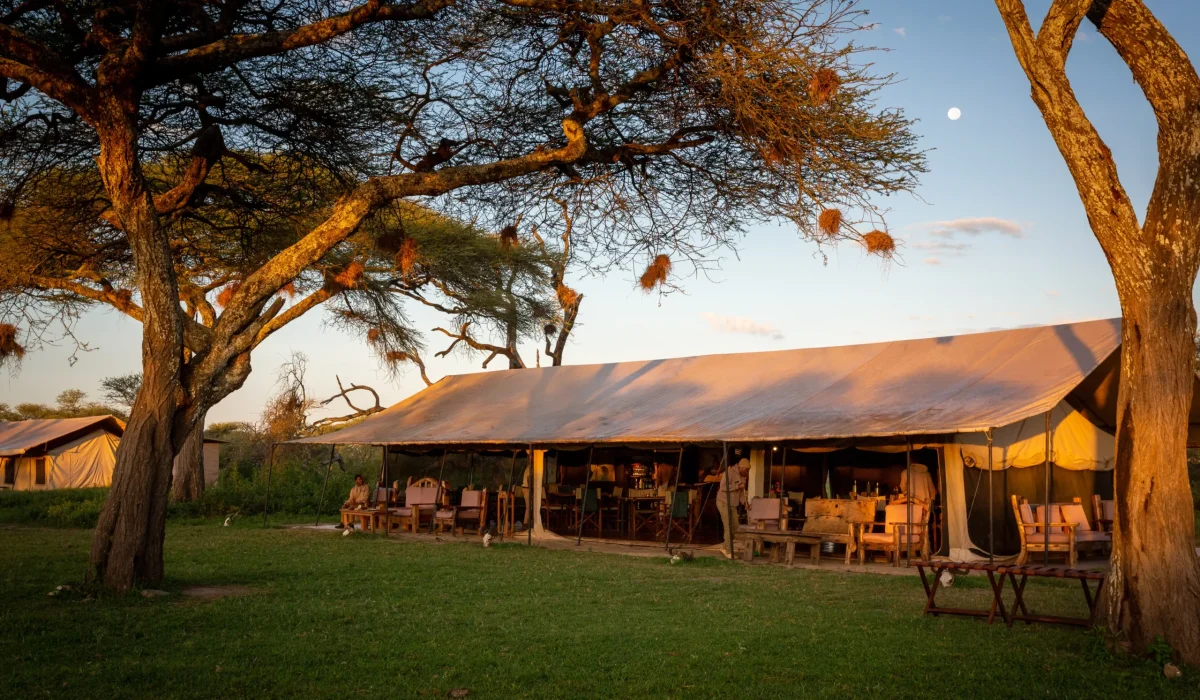 Gnu Ndutu Camp
