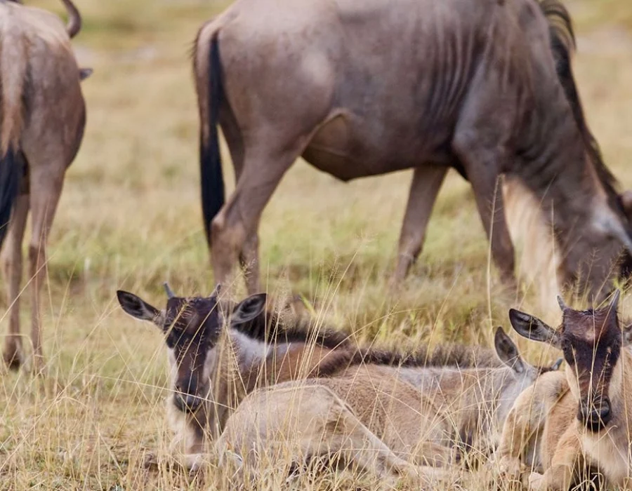 Serengeti Wildebeest Migration in April